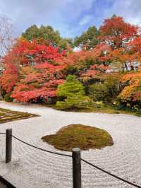 京都観光☺️美しい枯山水・池泉回遊式庭園🍁🌿天授庵