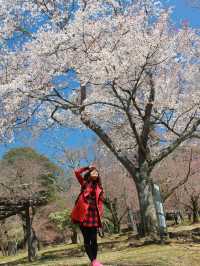 Spring Serenity at Kasuga Taisha: Where History Meets Nature