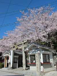 Sacred Beauty in Bloom: Kitano Tenman Shrine During Sakura Season