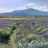 Hinoki Land