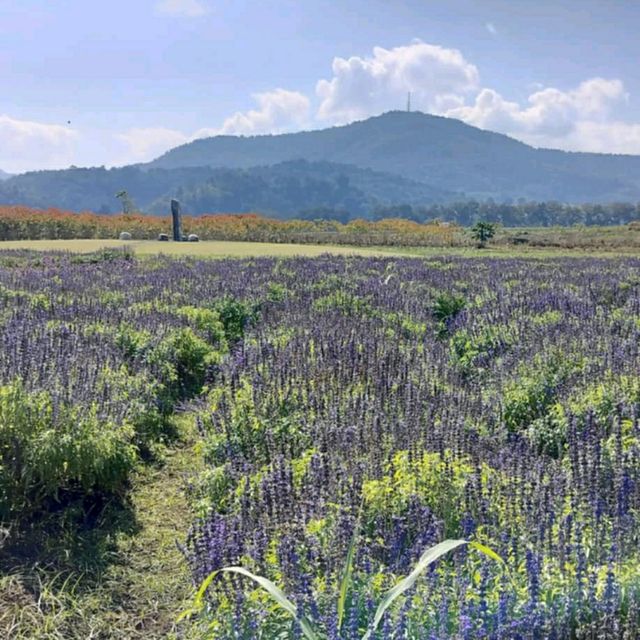 Hinoki Land