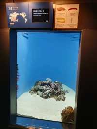 Dive into Discovery: A Day at Tokyo Sea Life Park