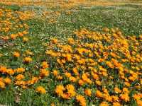 【南アフリカ】砂漠に出現する奇跡の花園！「ナマクアランド」