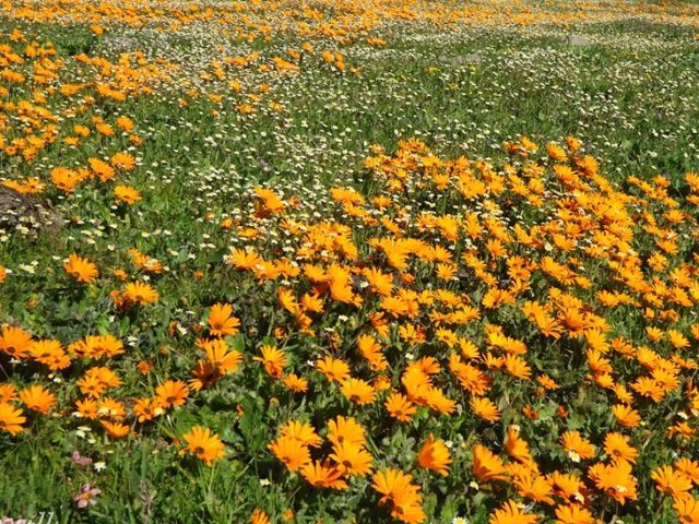 【南アフリカ】砂漠に出現する奇跡の花園！「ナマクアランド」