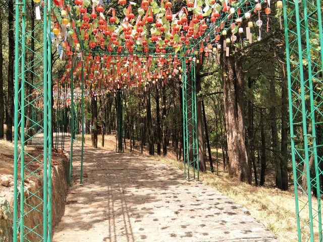 Blooming Beauty in Lijiang