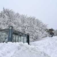 Jeju Island winter ❄️ 