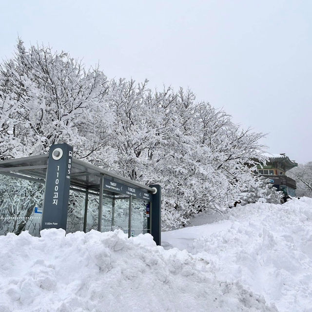 Jeju Island winter ❄️ 
