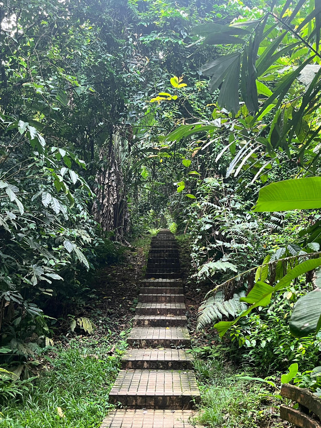 Into the woods 🍃 My morning bliss at Taman Eco Rimba, KL 🌳