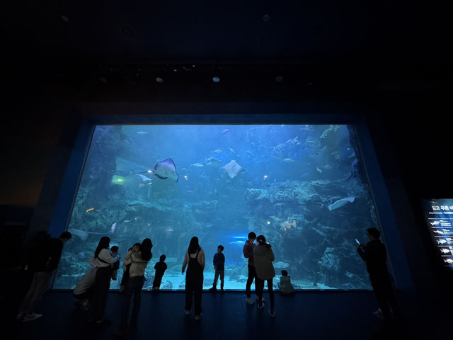 首爾 - 驚嘆於水中的奇蹟 - Aqua Planet Ilsan 🌊✨