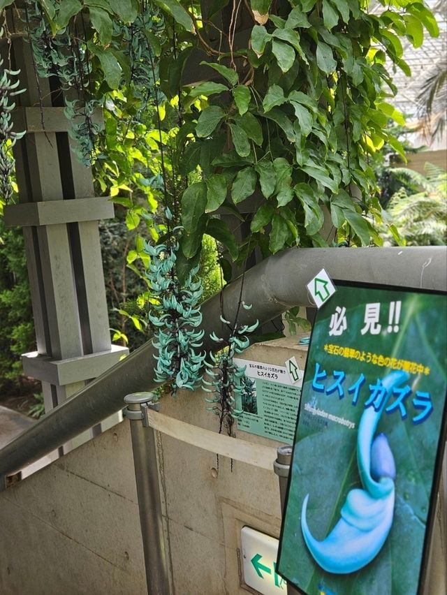 【熱帯の植物が一年中楽しめる】