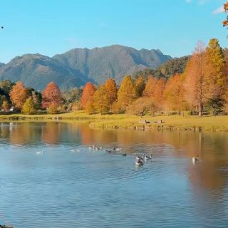 Yilan's Little Europe: The Stunning Libi Lake with Bald Cypress Trees