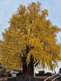 The Great Gingko Of Kumamoto Castle 