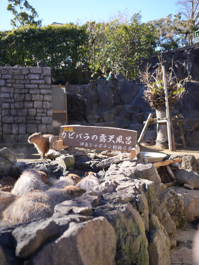 伊豆仙人掌公園！好好玩啊！