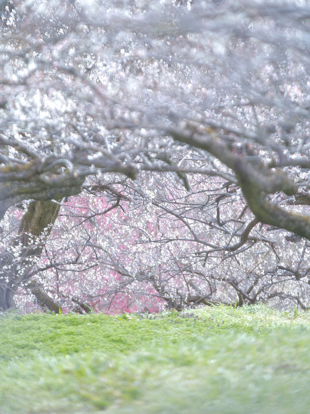 【群馬】3万5千本の梅の花が咲き誇る絶景😍秋間梅林で春の訪れを感じよう🌸