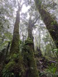 Wilderness Wonder: Hiking Lamington National Park