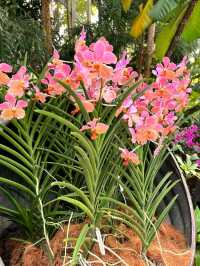 National Orchid Garden