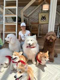 Dog In Town Café (ด็อกอินทาวน์ คาเฟ่) 