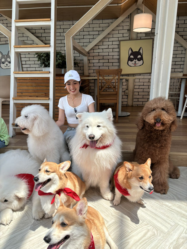 Dog In Town Café (ด็อกอินทาวน์ คาเฟ่) 