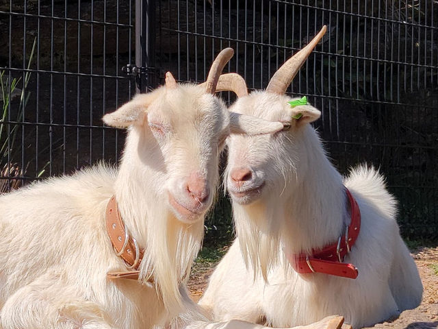 可愛い動物たちに出会える🤍【あぐりの丘】