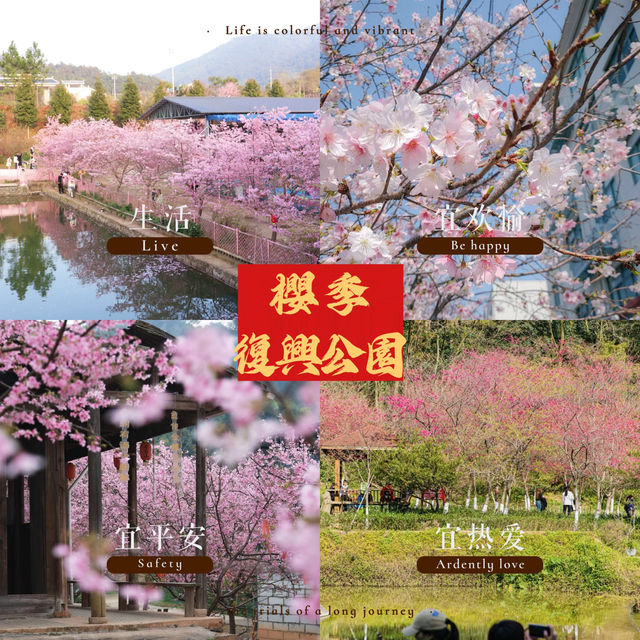 復興公園：在“櫻花盛開的日子裡，心情也跟著綻放” 🌸😊