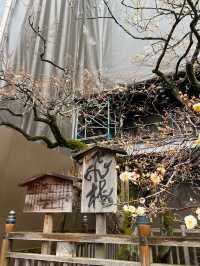 Dazaifu Tenmangu Shrine (太宰府天満宮