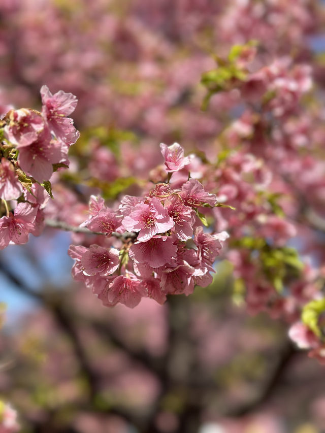 Early Sakura Blooms: Where to Catch Japan’s First Cherry Blossoms!