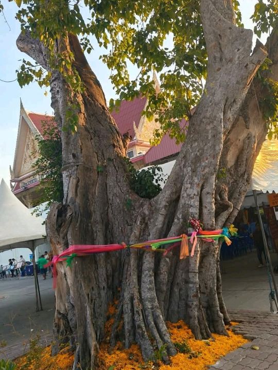 ทำบุญที่วัดศาลาปูนวรวิหาร