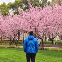 ดอกซากุระ​บานที่​   Jing'an Sculpture Park