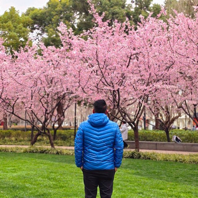 ดอกซากุระ​บานที่​   Jing'an Sculpture Park