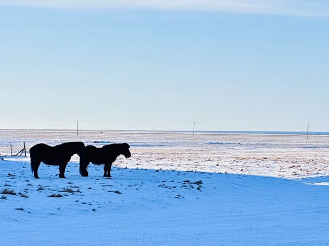 🇮🇸冰島Geysir間歇泉與可愛冰島馬之旅🐴✨