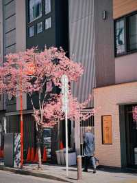 東京櫻花🌸滿開的一條街!