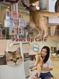 Paws Up Cafe คาเฟ่แมวพัฒนาการ