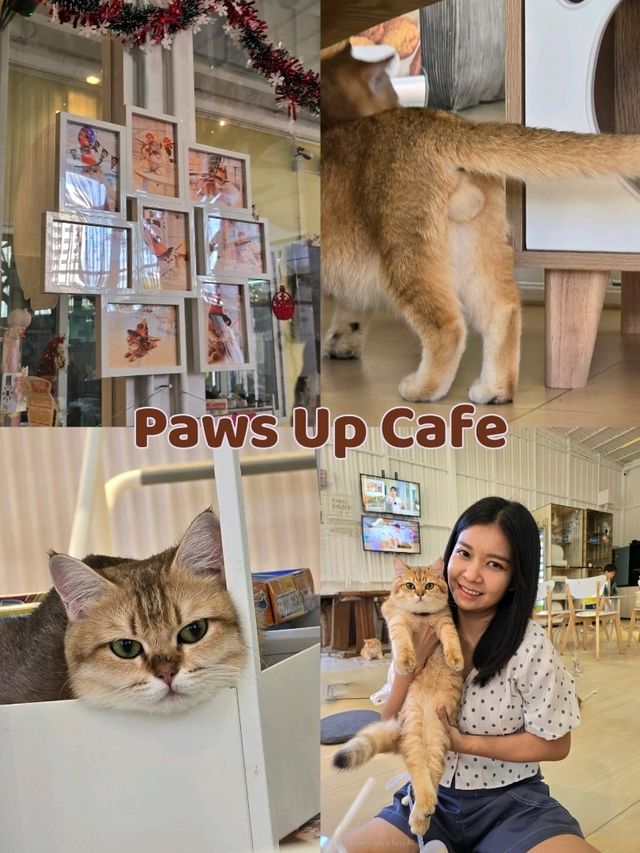 Paws Up Cafe คาเฟ่แมวพัฒนาการ