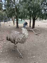 Moonlit Sanctuary: A Magical Wildlife Haven for Kids to Connect with Nature