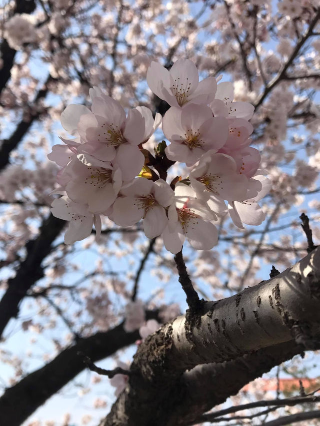  韓國入門款*必去櫻花路*清州無心川賞櫻**