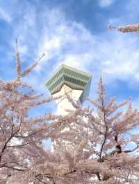  Chasing Sakura at Hirosaki Castle Park