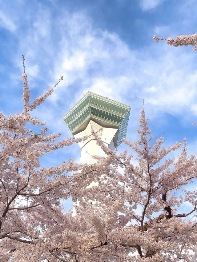  Chasing Sakura at Hirosaki Castle Park