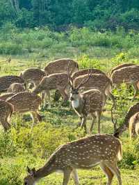 Yala’s Gala of Wildlife