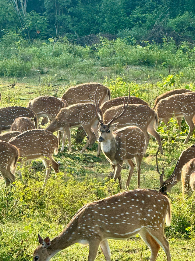 Yala’s Gala of Wildlife