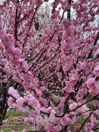 Urban Sakura Magic: When Nanyang Road Painted Itself Pink