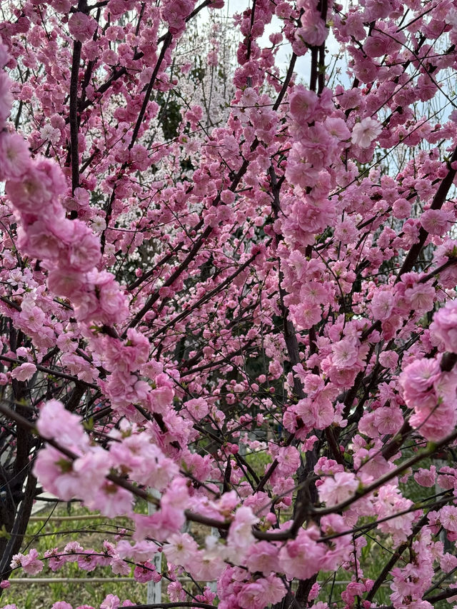 Urban Sakura Magic: When Nanyang Road Painted Itself Pink