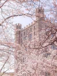 Chasing Sakura at Ehwa Women’s University 