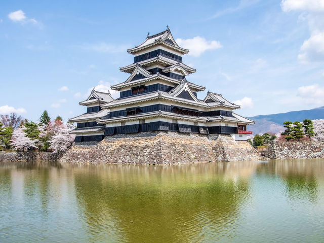 Chasing Sakura at Matsumoto Castle