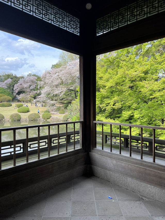 Spring Blossoms at Shinjuku Gyoen🌸