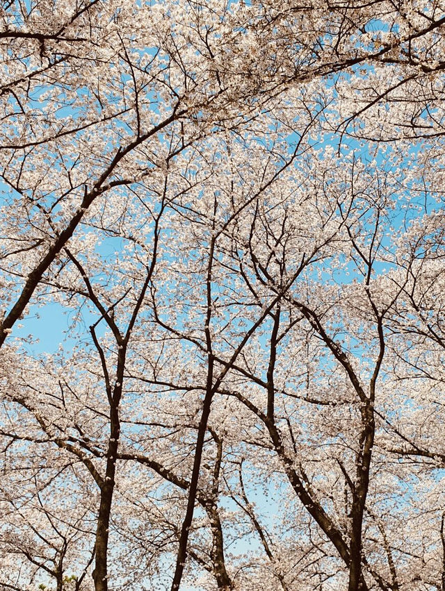 Temi's Floral Frame: Spring Photography Spot