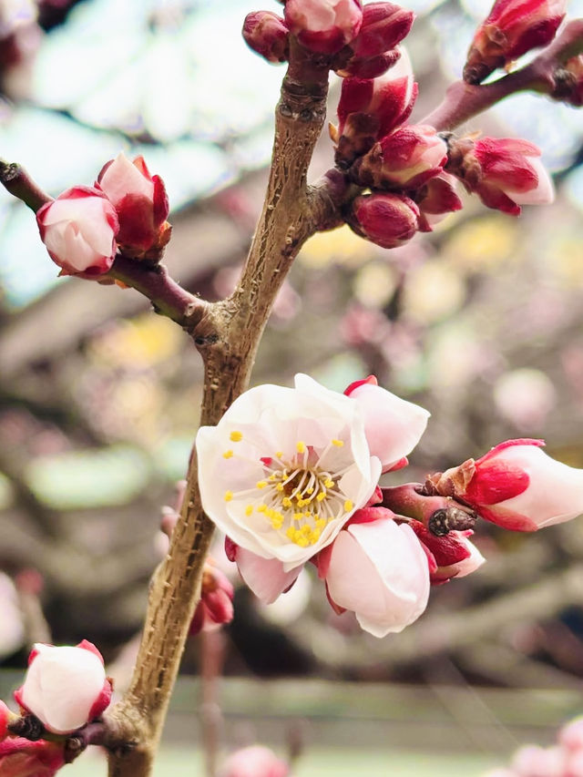 Springtime at Yushima Tenjin: Plum Blossom Festival