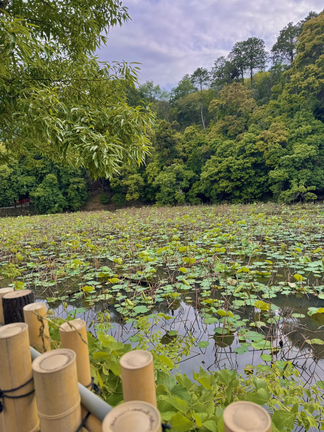 🌸 교토 벚꽃 명소 & 감성 사진 스팟 도게츠교 🌁