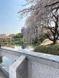  대전벚꽃나들이 모음🌸
