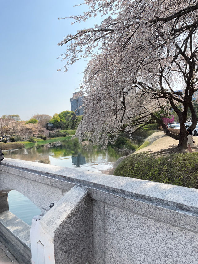  대전벚꽃나들이 모음🌸