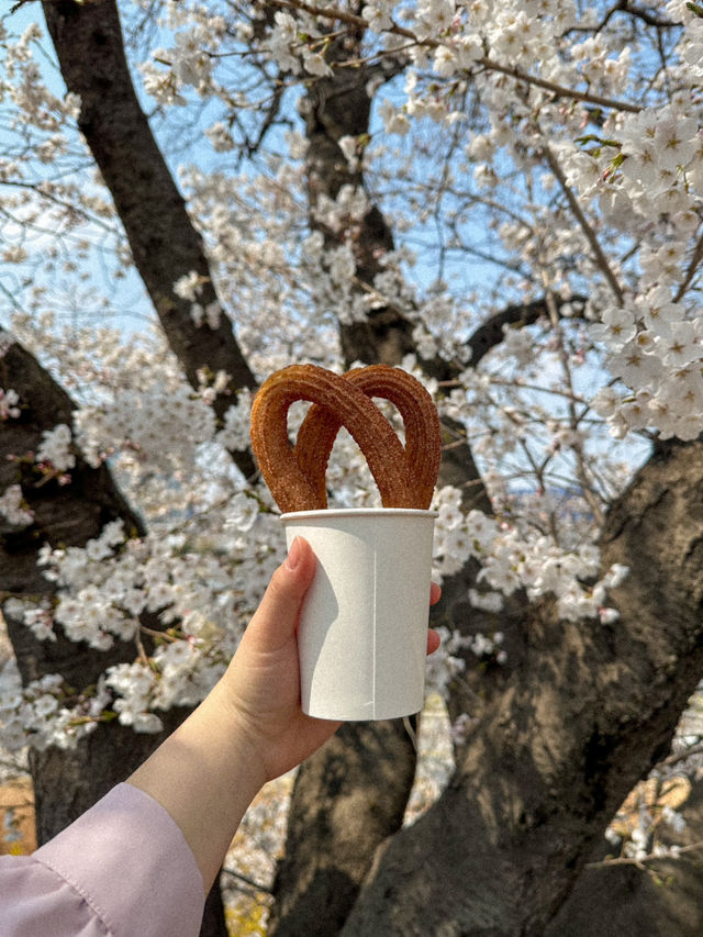 지금 당장 가야 할 청주 벚꽃 축제 지금 당장 가야 할 청주 벚꽃 축제